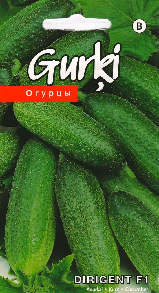 SEEMNED KURZEMES SEKLAS KURK "DIRIGENT"