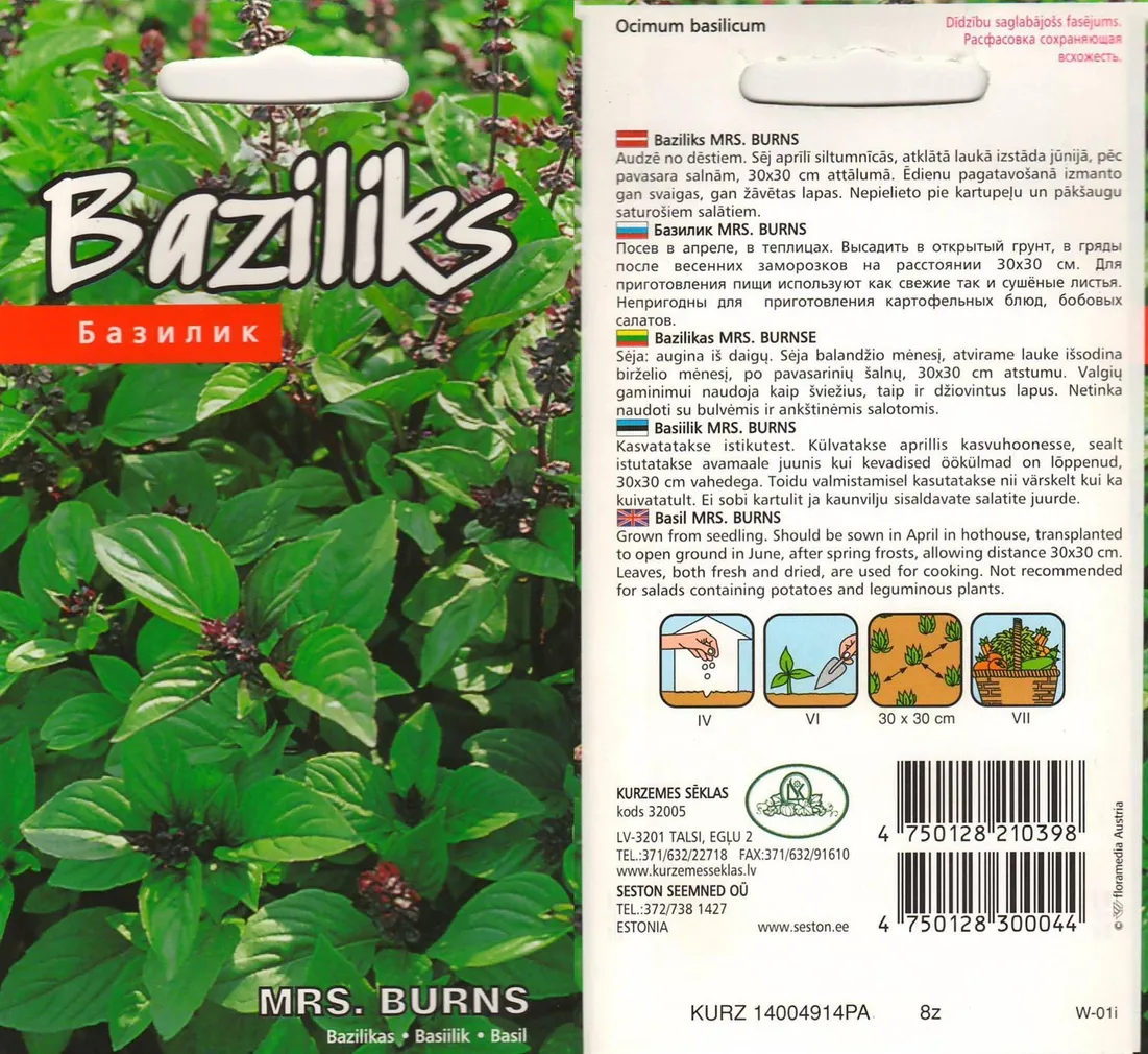 SEEMNED KURZEMES SEKLAS SIDRUNBASIILIK "MRS BURNS"