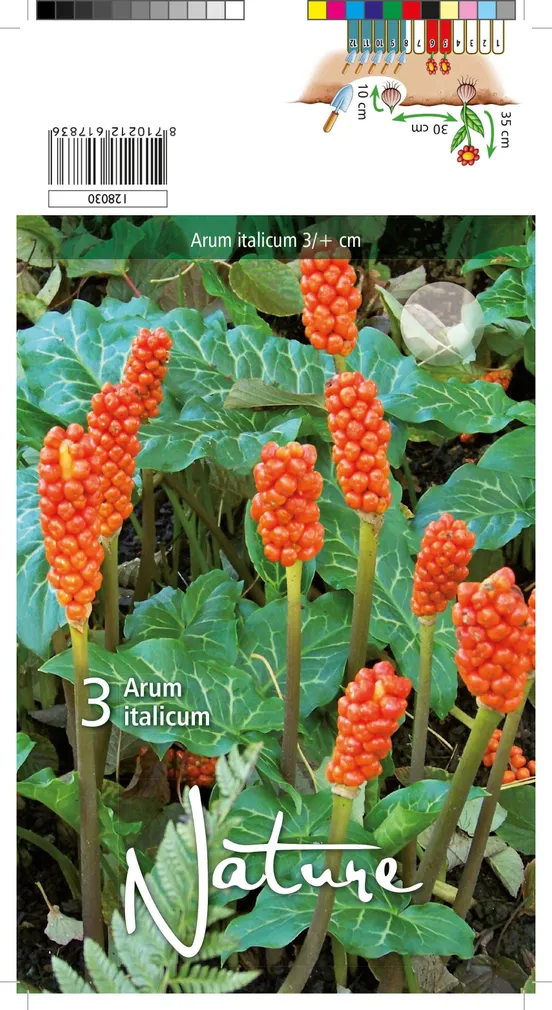 LILLESIBUL AARUM ITAALIA 3TK PAKIS