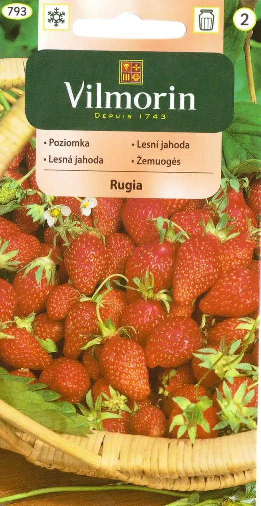 KÖÖGIVILJASEEMNED KUUMAASIKAS RUGIA VILMORIN CLASSIC