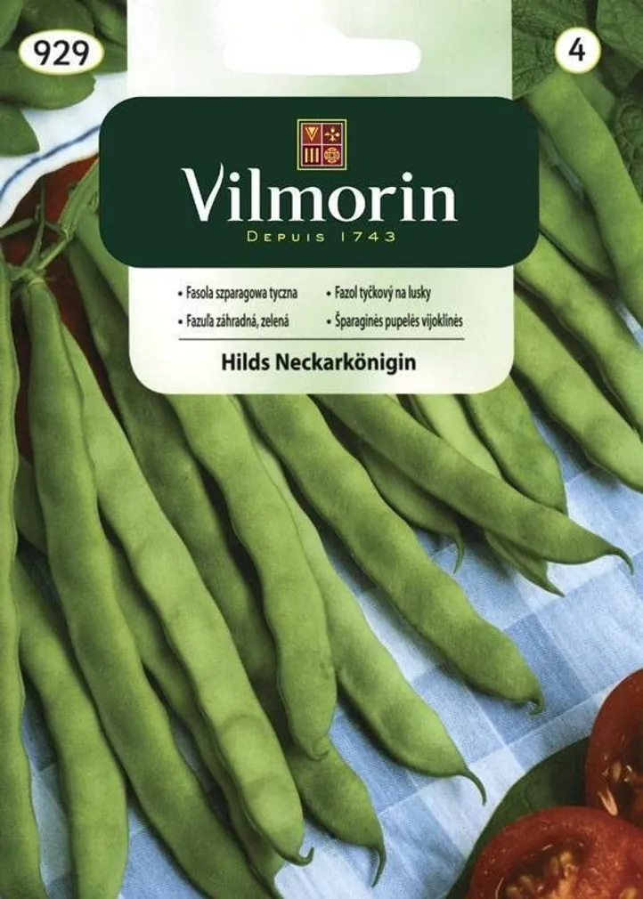 KÖÖGIVILJASEEMNED AEDUBA HILS NECKARKÖNIGIN