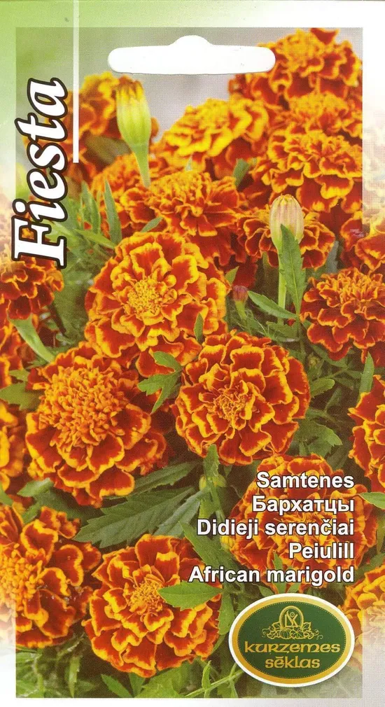 SEEMNED KURZEMES SEKLAS PEIULILL FIESTA 1 G