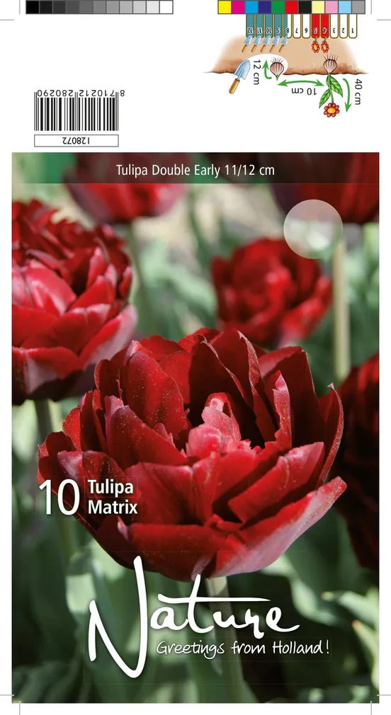 LILLESIBUL TULP DBL. EARLY MATRIX 10TK PAKIS