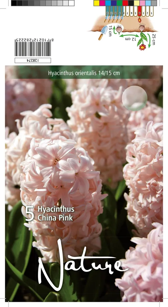 LILLESIBUL HÜATSINT CHINA PINK 5TK PAKIS