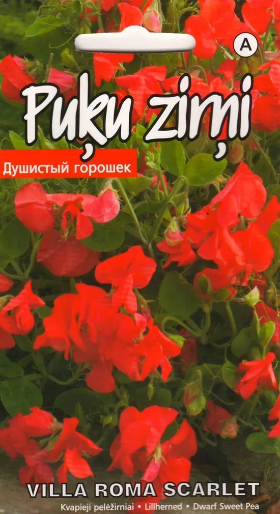 SEEMNED KURZEMES SEKLAS LILLHERNES VILLA ROMA SCARLET MADAL 1 G