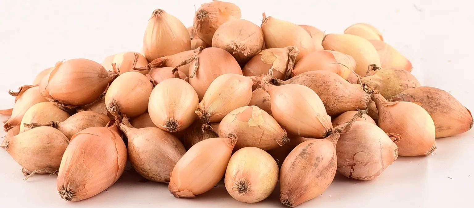 TIPPSIBUL SETTON 500G