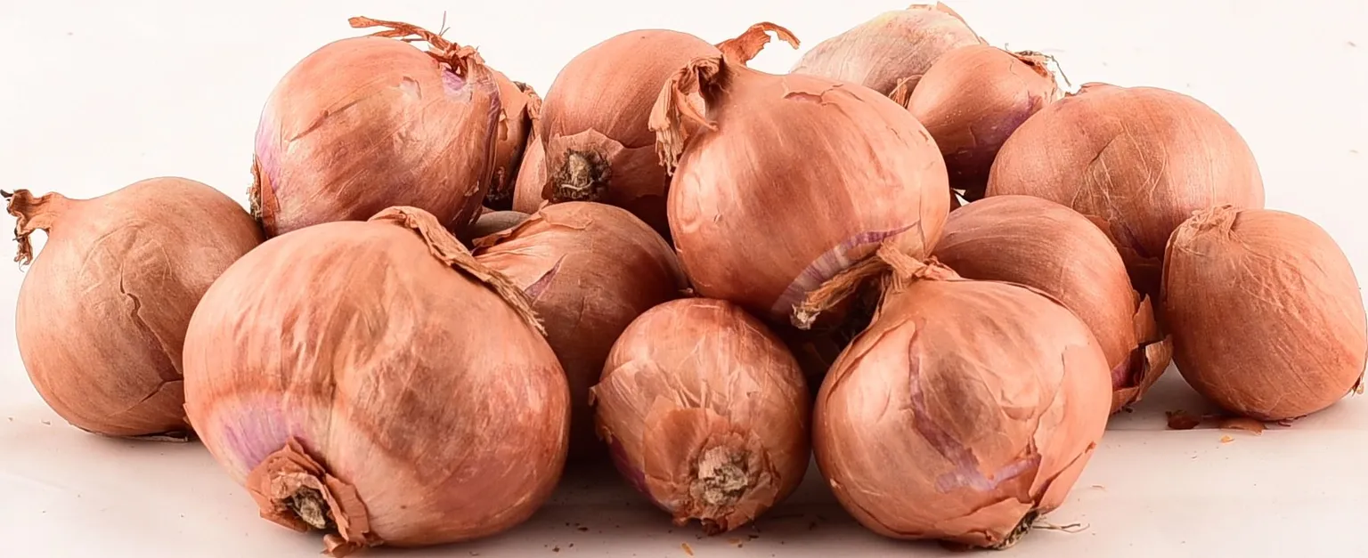 TIPPSIBUL ŠALOTTSIBUL RED SUN 500G