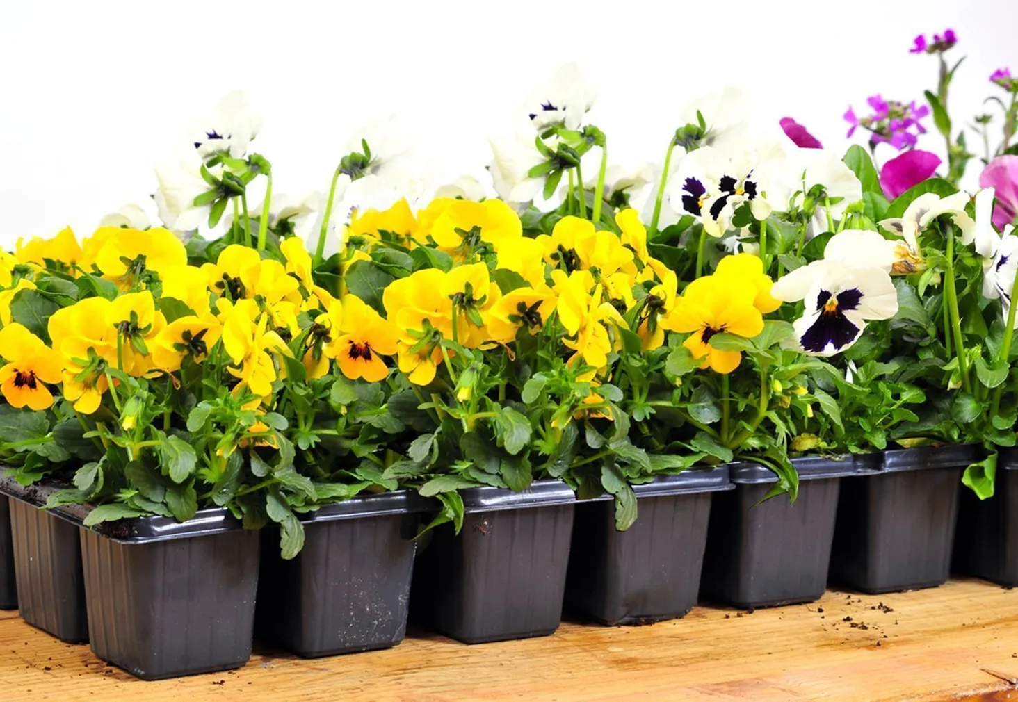 ÕUETAIM VÕÕRASEMA 10-PAKK