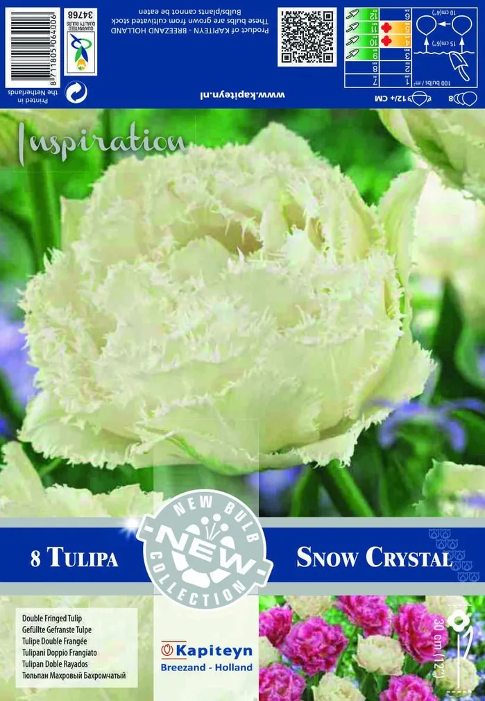 LILLESIBUL KAPITEYN TULP DOUBLE FRINGED SNOW CRYSTAL 8TK PAKIS