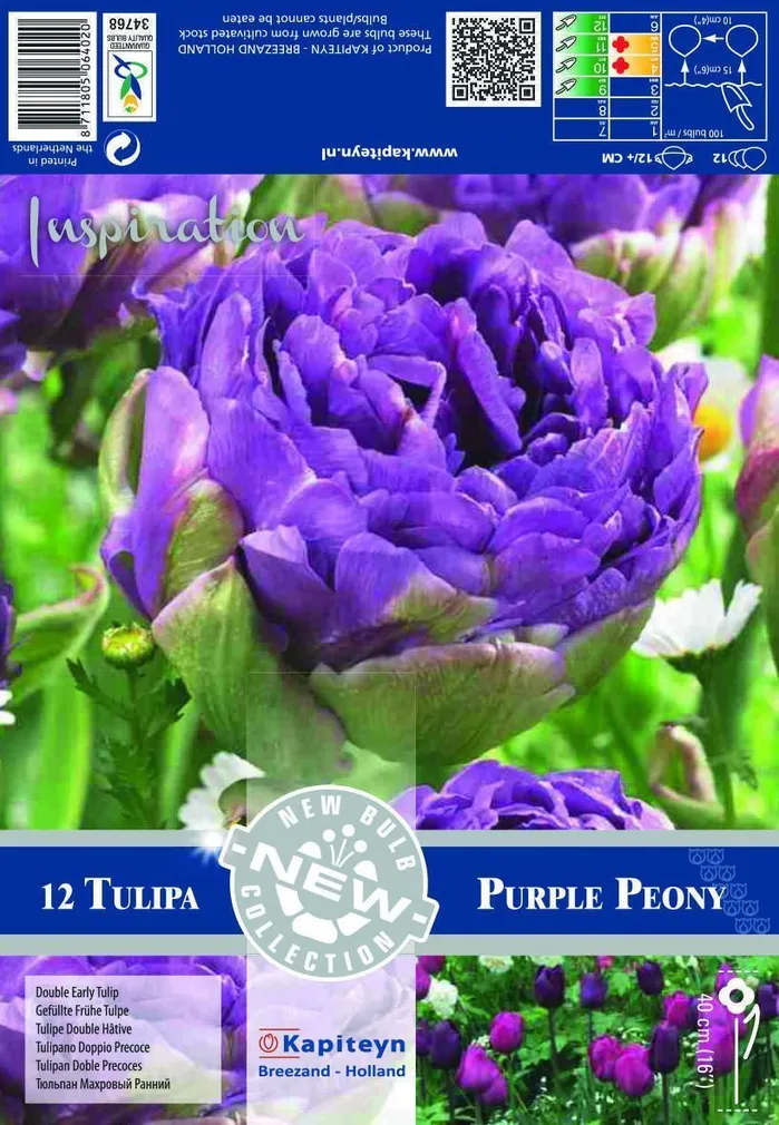 LILLESIBUL KAPITEYN TULP DOUBLE PURPLE PEONY 12TK PAKIS