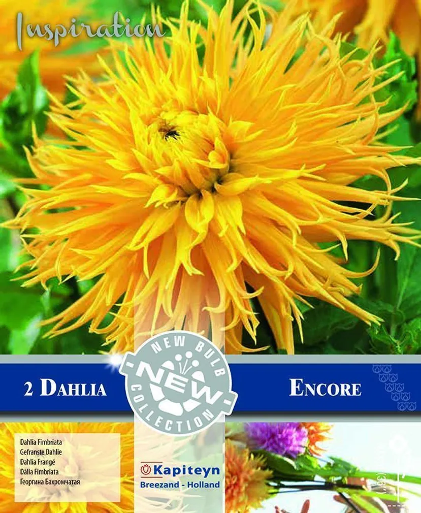 DEKORATIIVDAALIA KAPITEYN "ENCORE" 2TK PAKIS