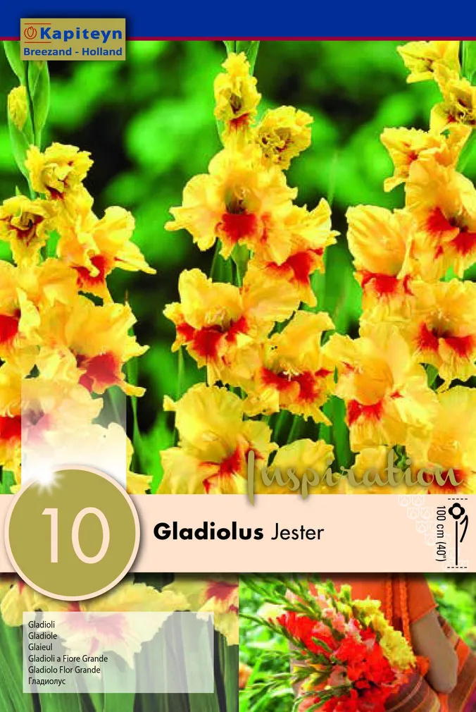 GLADIOOL KAPITEYN "JESTER" 10TK PAKIS