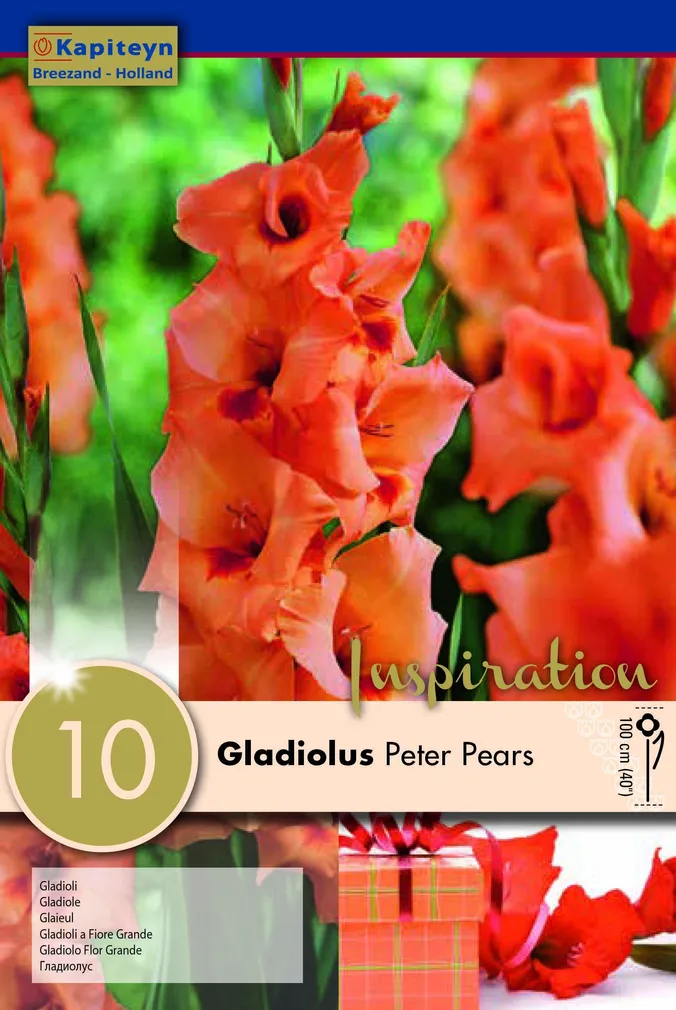 GLADIOOL KAPITEYN "PETER PEARS" 10TK PAKIS