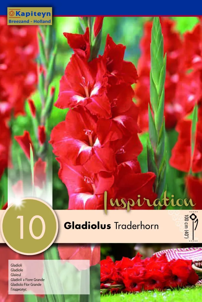 GLADIOOL KAPITEYN "TRADERHORN" 10TK PAKIS