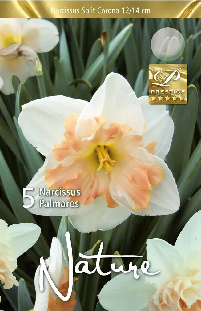 LILLESIBUL NARTSISS SC PALMARES 5TK PAKIS