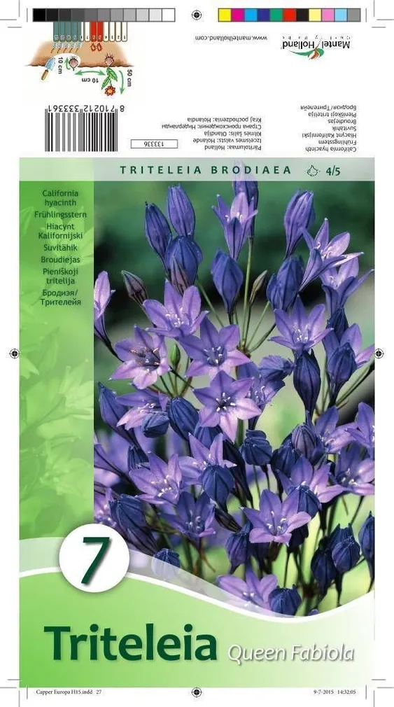 LILLESIBUL HÕRE SUVITÄHIK QUEEN FABIOLA 7TK PAKIS