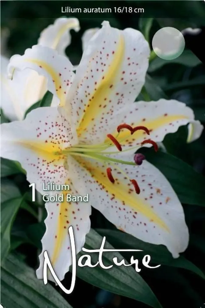 LILLESIBUL LIILIA ORIENDI-HÜBRIID AURATUM