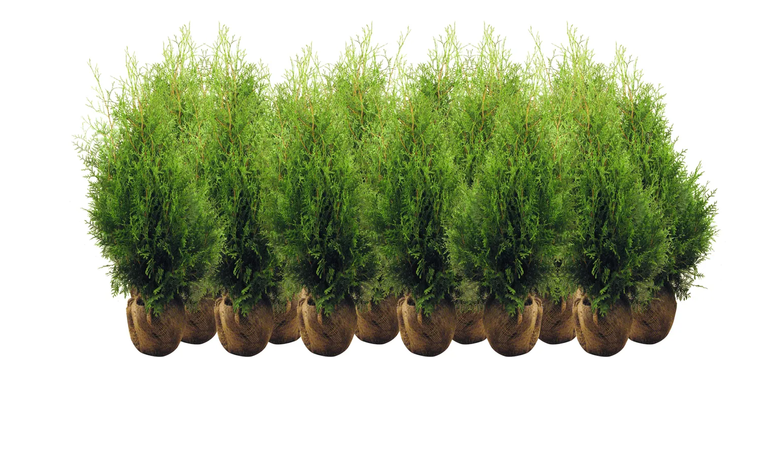 ÕUETAIM HARILIK ELUPUU BRABANT 80+CM MULLAPALLIGA, 20TK ALUSEL