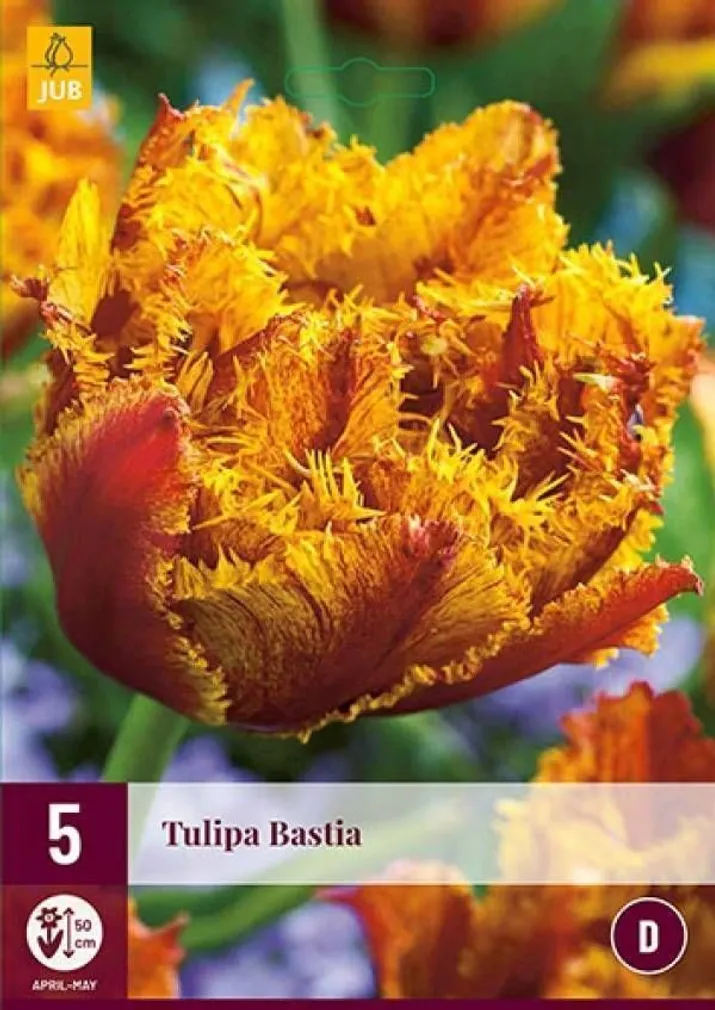LILLESIBUL JUB TULP BASTIA 5TK PAKIS