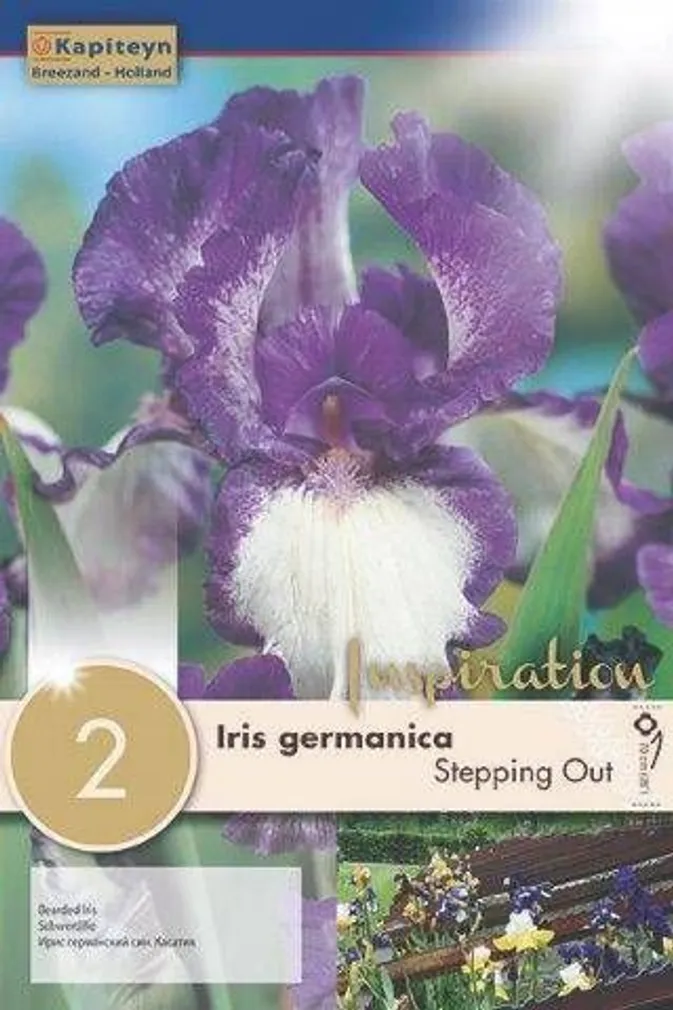 LILLESIBUL AEDIIRIS STEPPING OUT 2TK PAKIS