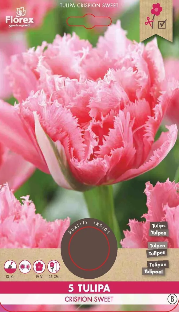 LILLESIBUL NARMASSERVALINE TULP FLOREX BREST CRISPION SWEET 5TK PAKIS