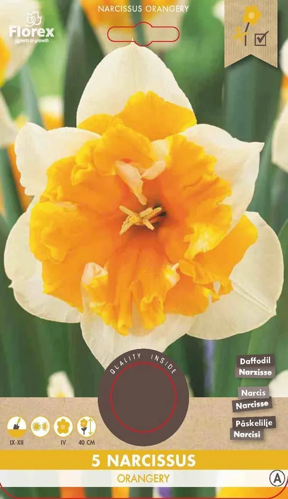 LILLESIBUL NARTSISS FLOREX ORANGERIE 5TK PAKIS