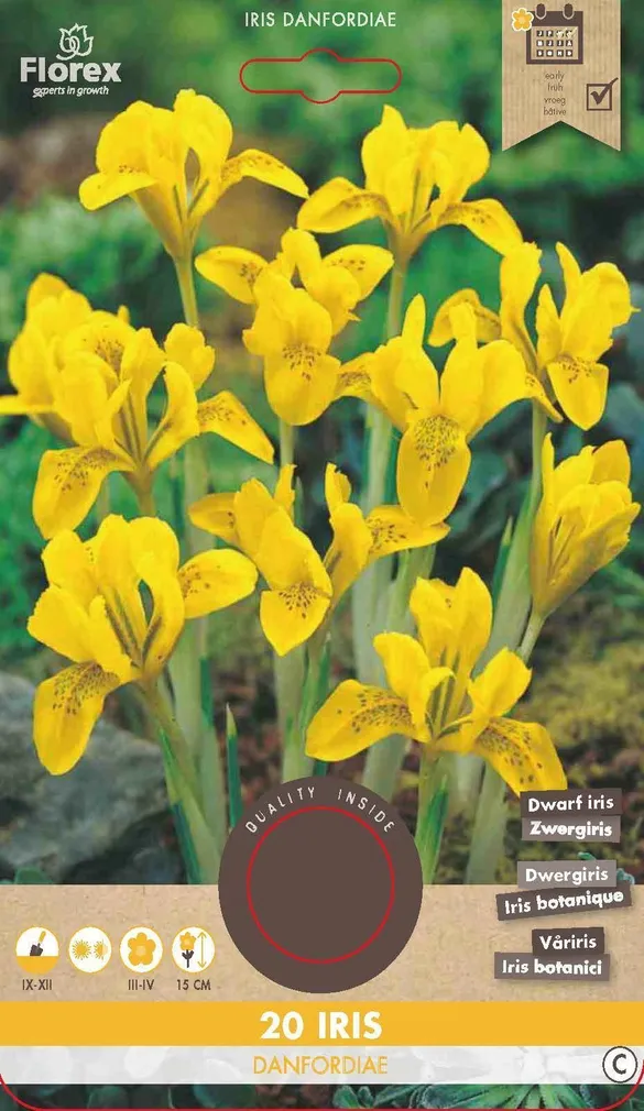 LILLESIBUL IIRIS FLOREX IRIS DANFORDIAE 20TK PAKIS