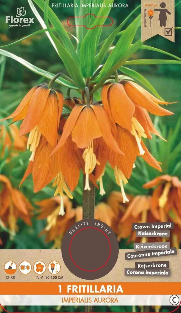 LILLESIBUL HARILIK PÜVILILL FLOREX AURORA