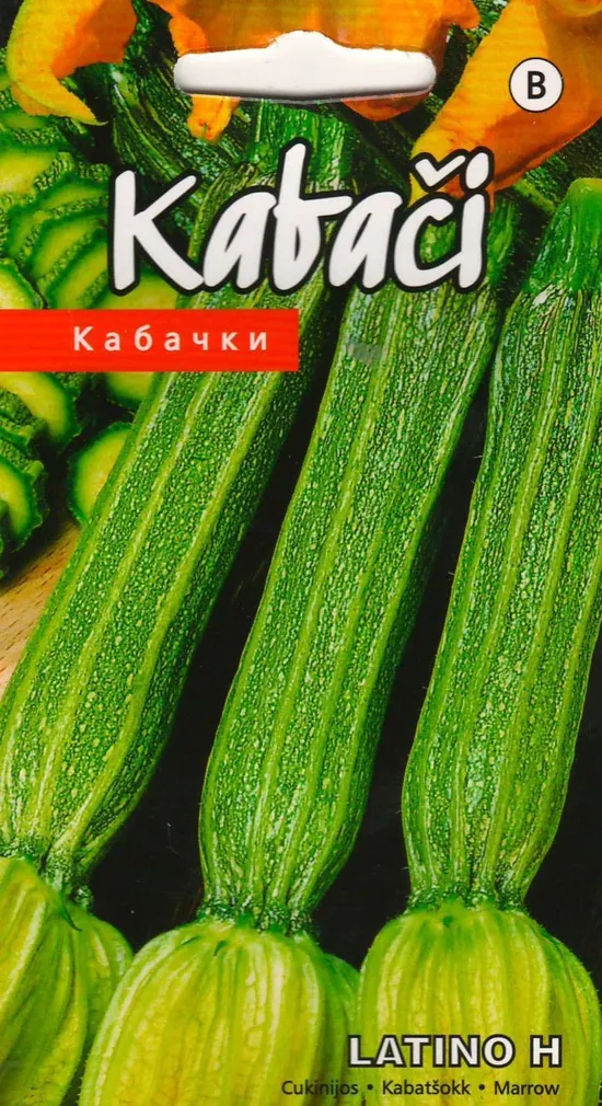 SEEMNED KURZEMES SEKLAS KABATŠOKK 'LATINO H' TRIIBULINE 5S