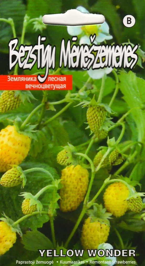 SEEMNED KURZEMES SEKLAS KUUMAASIKAS 'YELLOW WONDER' KOLLANE 0,1G