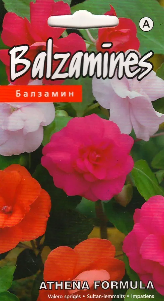 LILLESEEMNED KURZEMES SEKLAS SULTAN-LEMMALTS 'ATHENA FORMULA' TÄIDISÕIELINE