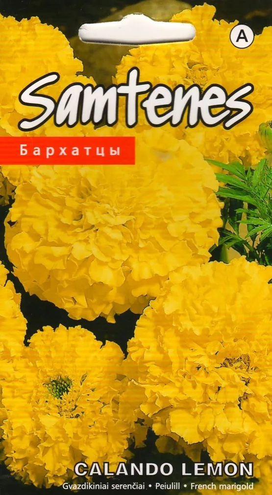 LILLESEEMNED KURZEMES SEKLAS PEIULILL 'CALANDO LEMON' KOLLANE TÄIDISÕIELINE