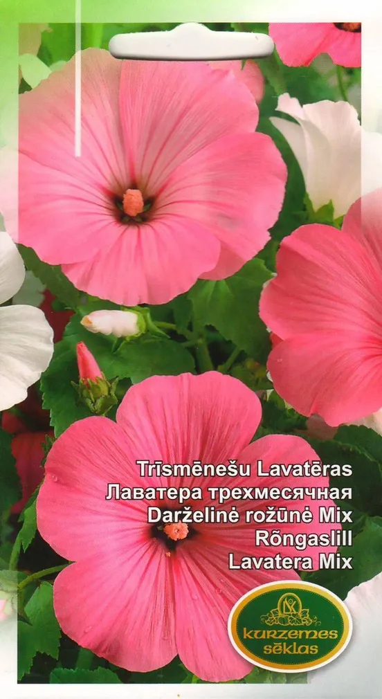 LILLESEEMNED KURZEMES SEKLAS RÕNGASLILL SEGU 1 G