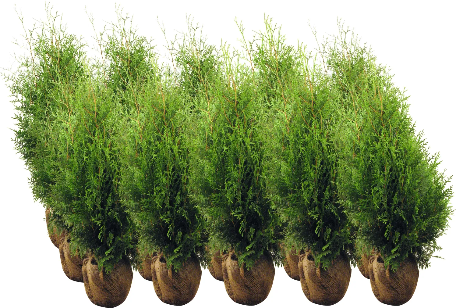 ELUPUU "BRABANT" MULLAPALLIGA 120+CM, 15TK ALUSEL