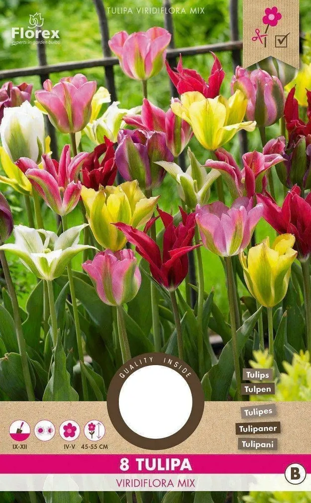 LILLESIBUL ROHELISEÕIELINE TULP FLOREX VIRIDIFLORA SEGU 8TK PAKIS