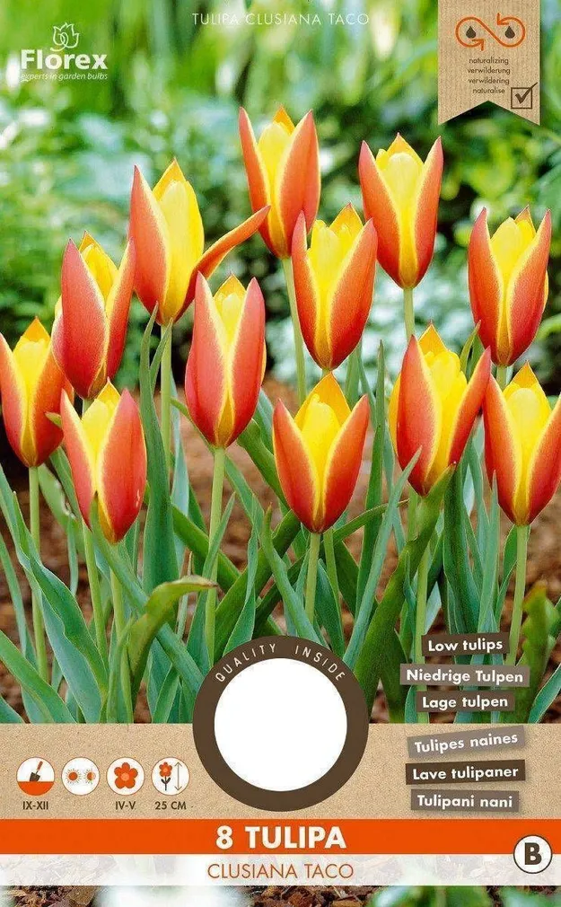 LILLESIBUL TULP FLOREX CLUSIANA TACO 8TK PAKIS