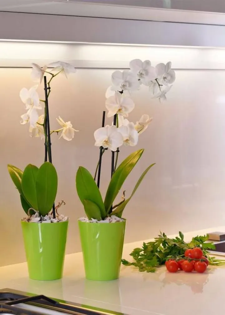 ORHIDEEPOTT CLIVO 12,5CM LAIMIROHELINE