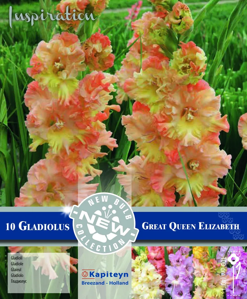 GOFREERITUD GLADIOOL KAPITEYN "GREAT QUEEN ELIZABETH" 10TK PAKIS