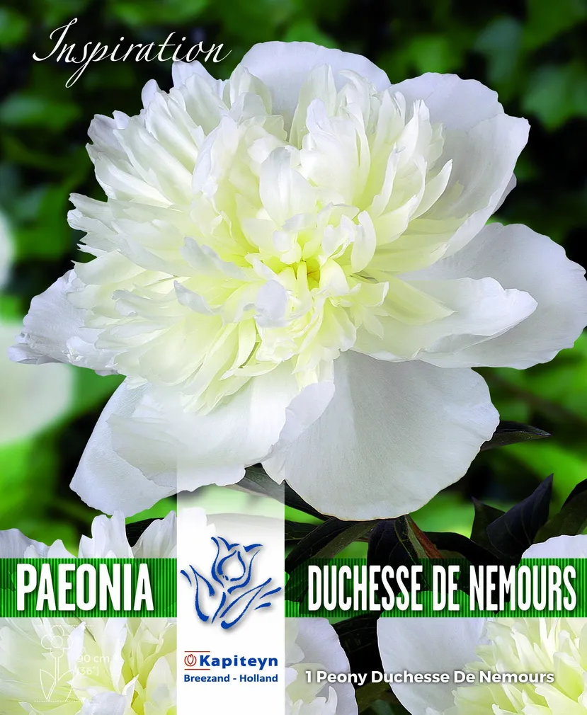 POJENG DUCHESSE DE NEMOURS