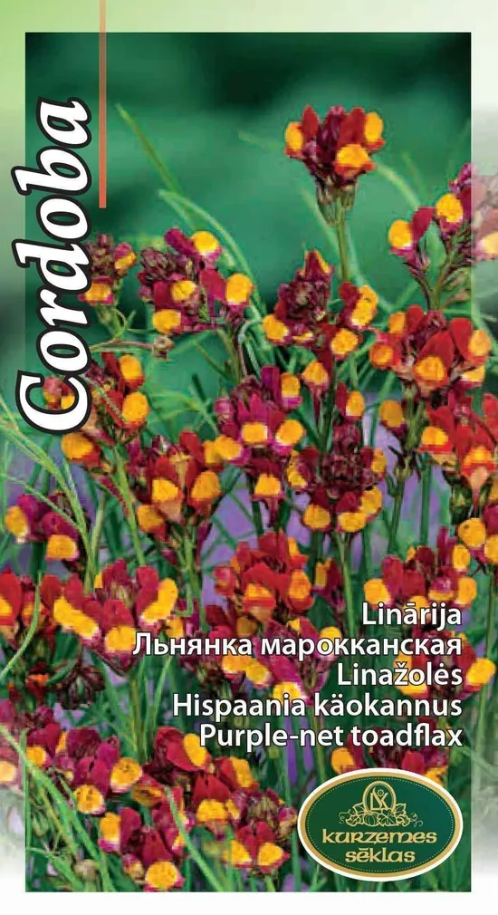 SEEMNED KURZEMES SEKLAS HISPAANIA KÄOKANNUS CORDOBA 0,3 G