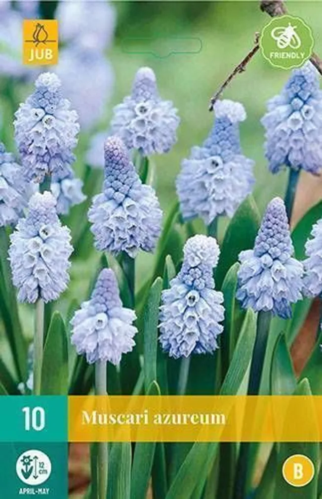 LILLESIBUL KOBARHÜATSINT MUSCARI AZUREUM 10TK
