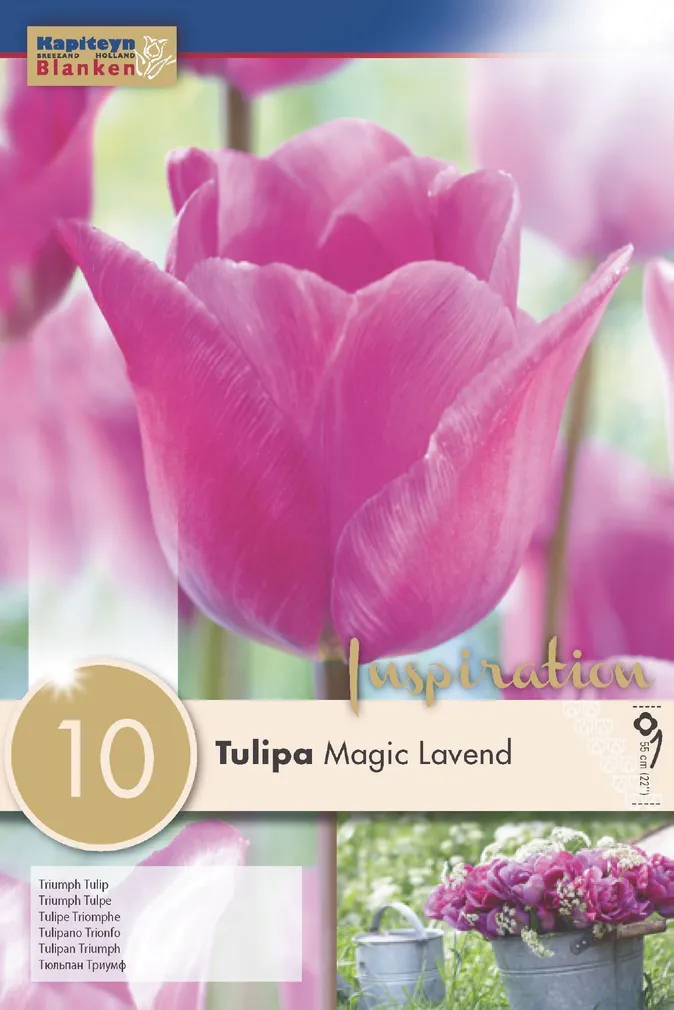 LILLESIBUL KAPITEYN TRIUMFTULP "MAGIC LAVEND"