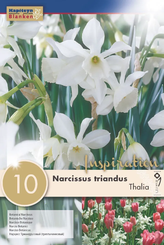 LILLESIBUL KAPITEYN NARTSISS "THALIA"