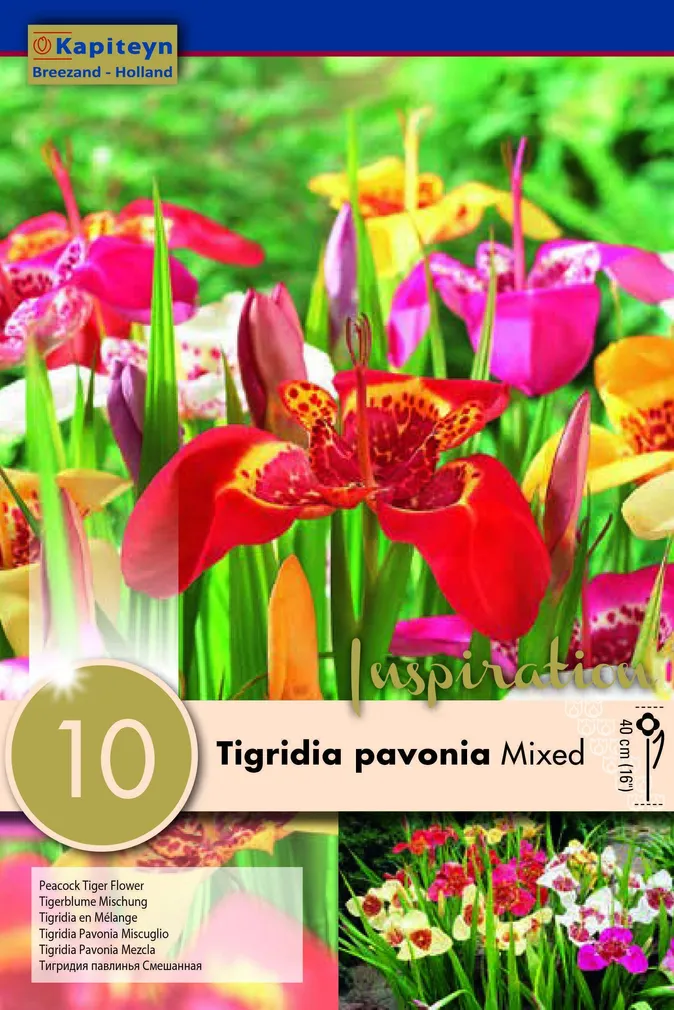 LILLESIBULAD KAPITEYN TIIGERLILL SEGU 10TK PAKIS