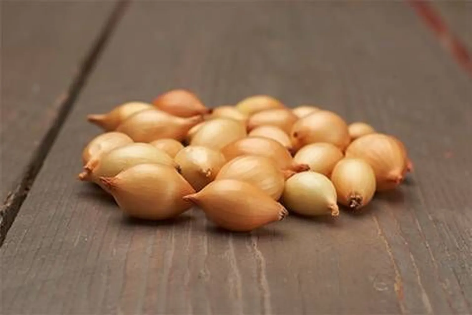 TIPPSIBUL CORRADO F1 21-24MM 0,5KG