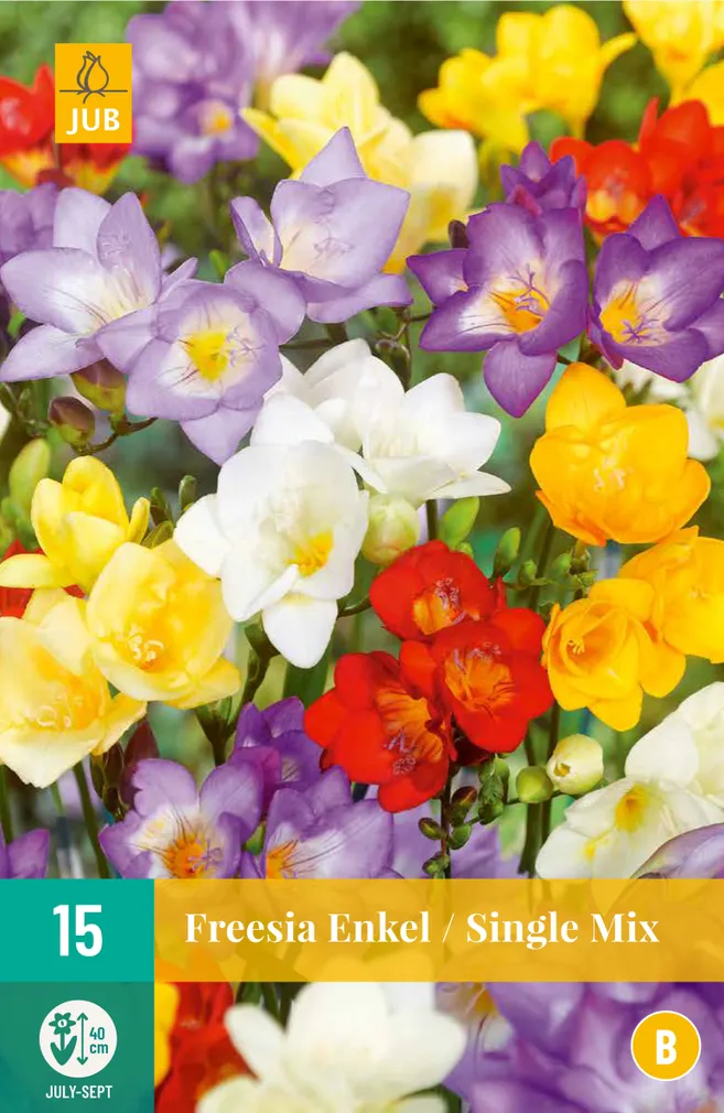 LILLESIBUL FREESIA SINGLE MIX 20TK