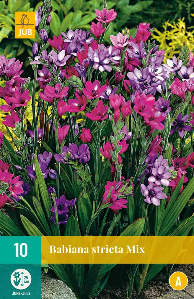 LILLESIBUL BABIANA STRICTA 10TK