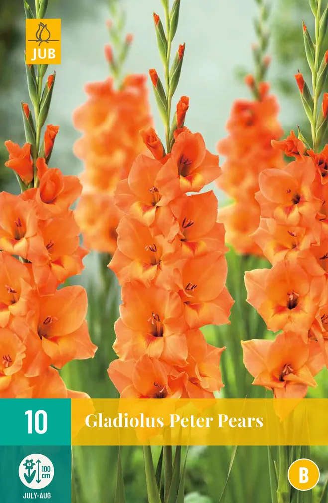 LILLESIBUL GLADIOOL PETER PEARS 10TK
