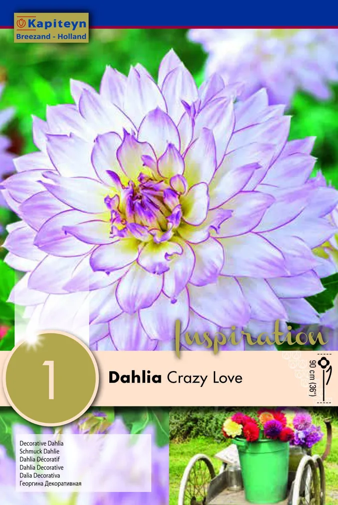DAALIA KAPITEYN "CRAZY LOVE" 1TK PAKIS