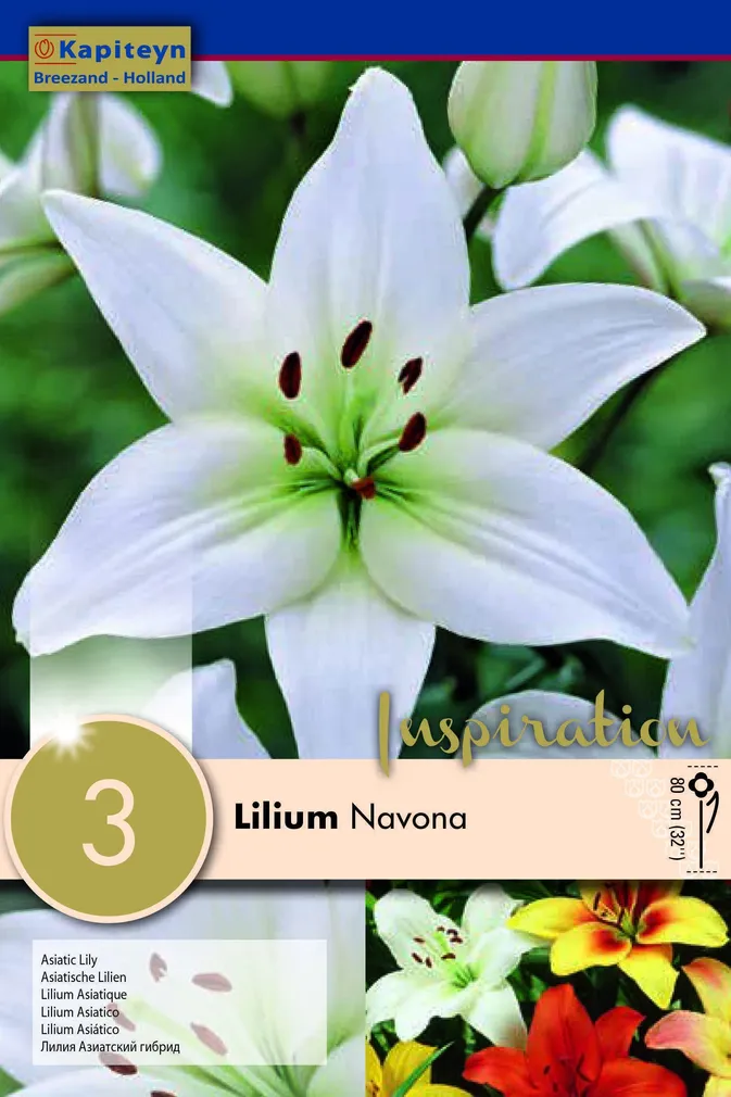 LIILIA KAPITEYN "NAVONA" 3TK PAKIS